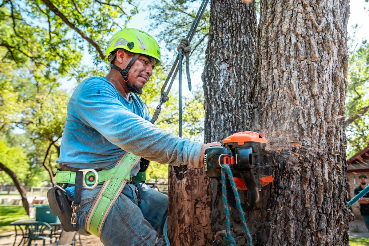 Arborist making a sectional cut on a large trunk with a chainsaw