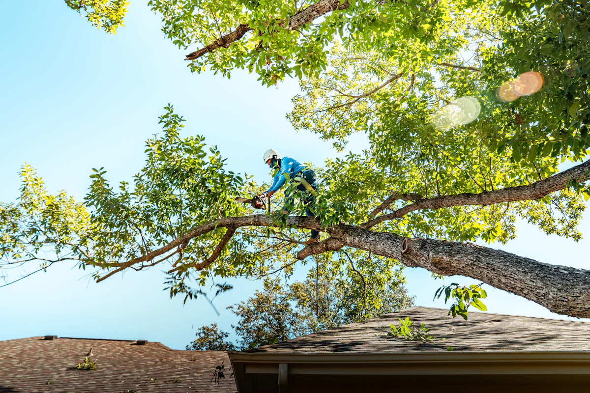 Arborist making a pruning cut with a chainsaw in a leafy canopy